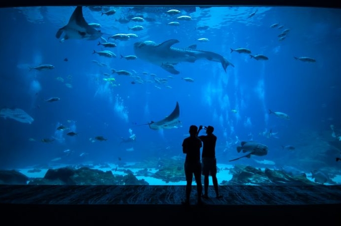 tiket jakarta aquarium