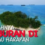 pulau harapan