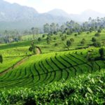 kebun teh sukawarna