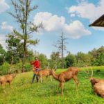 penangkaran rusa giri jaya cariu