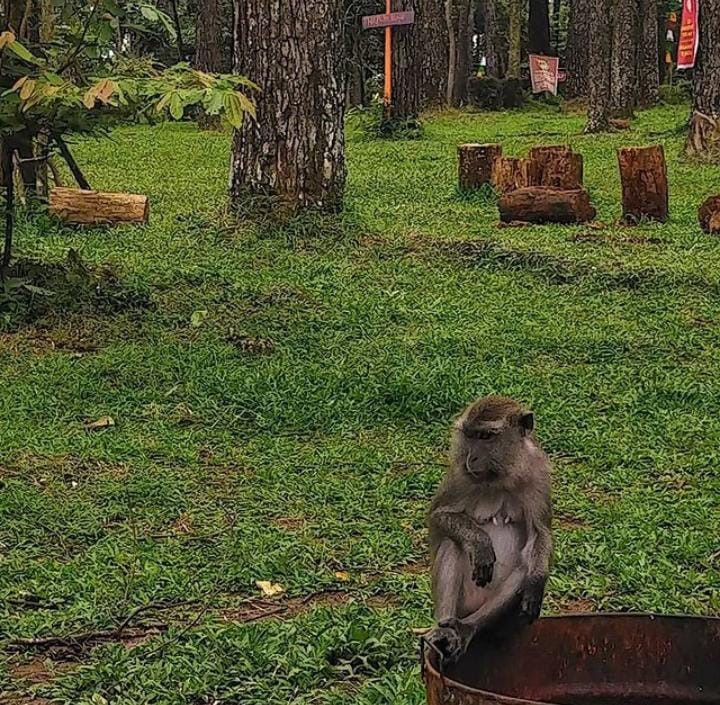 wisata alam punti kayu