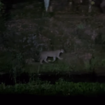 Taman Safari Bogor